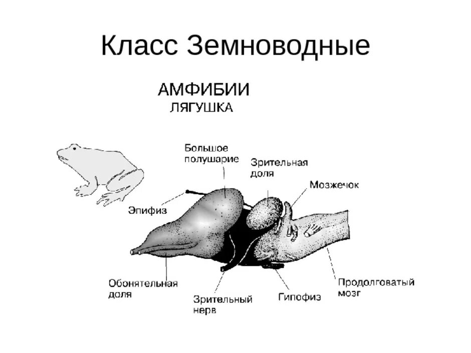 Развитие мозжечка у земноводных. Строение головного мозга земноводные. Строение головного мозга земноводного. Гипофиз амфибий. Строение мозга амфибий.