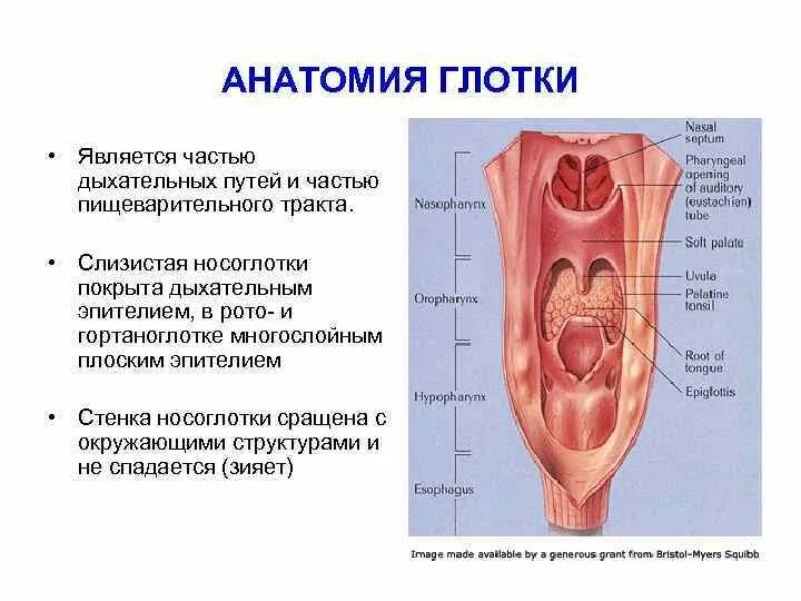 Строение гортаноглотки. Гортаноглотка топография. Строение глотки анатомия.