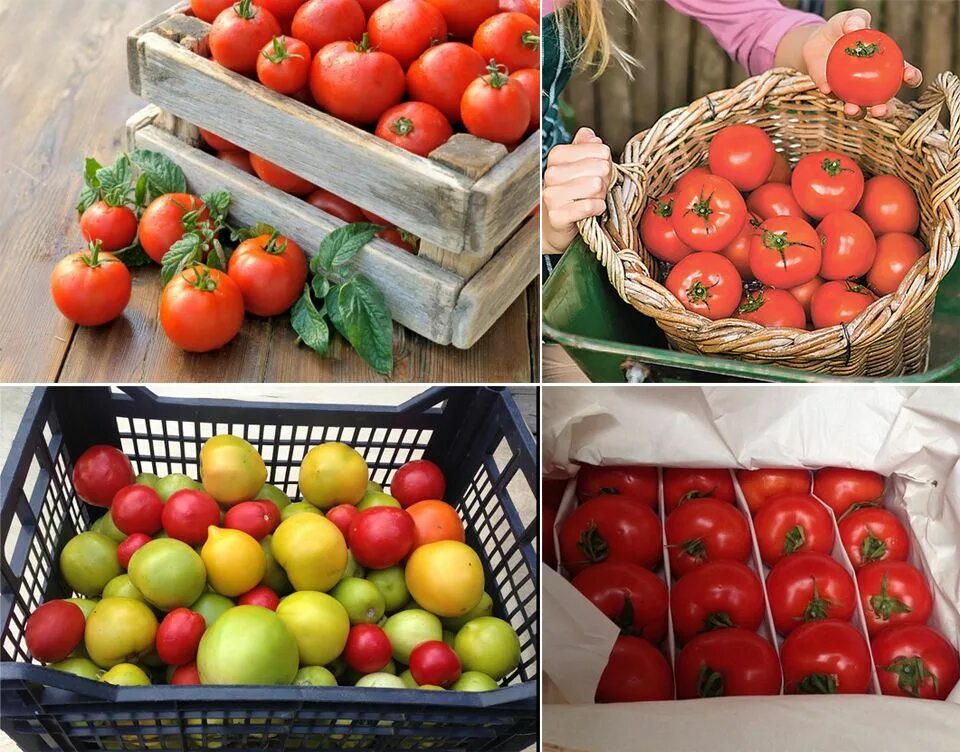 Хранение помидоров в домашних условиях. Дозаривание томатов. Помидоры в ящике. Хранение помидоров. Коробка с помидорами.