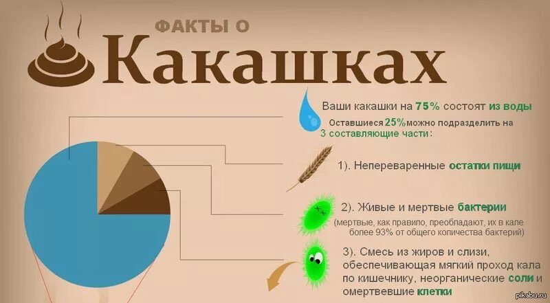 Сколько время какашки