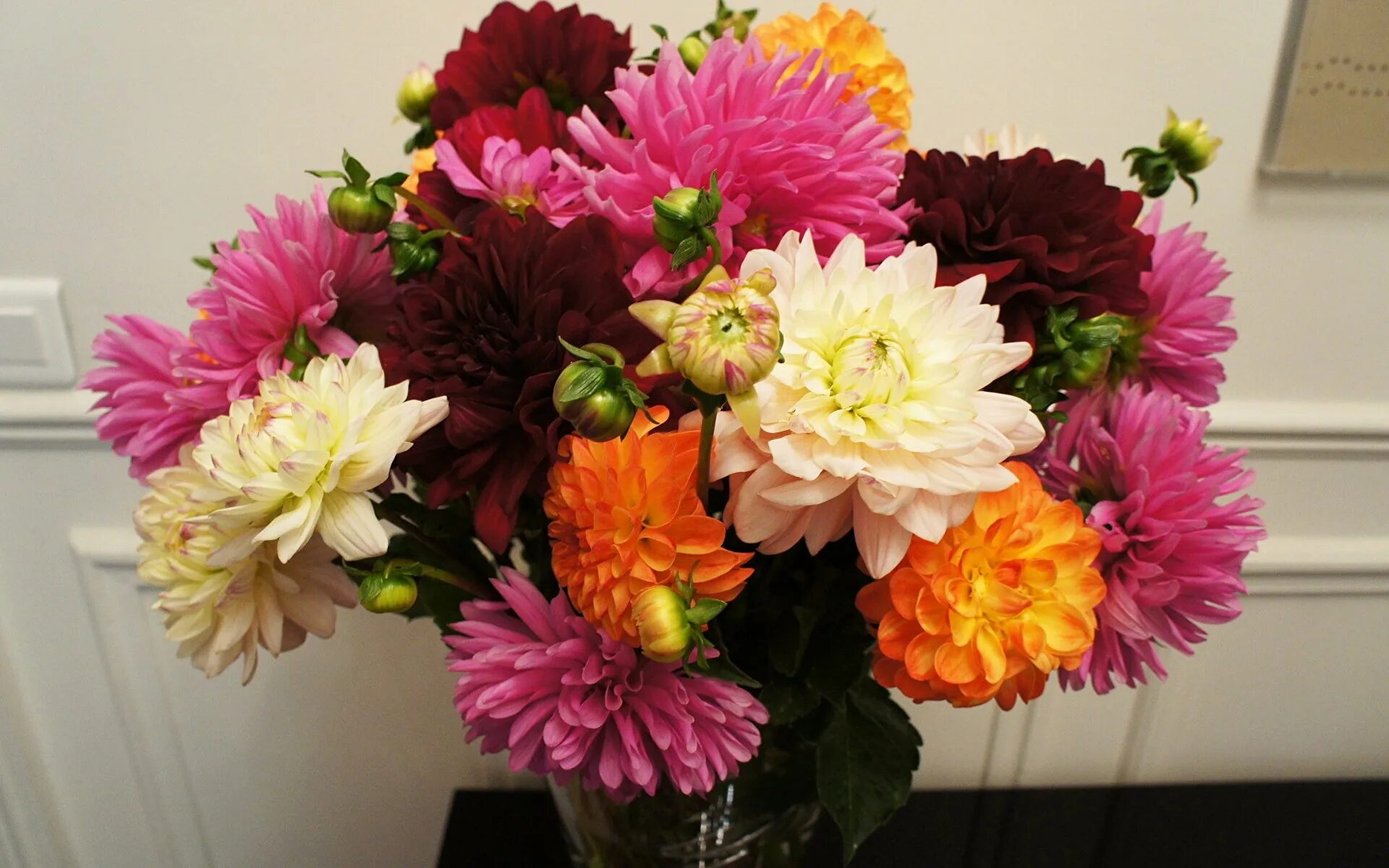 Букеты цветов георгины. Осенний букет георгины. Букеты цветов георгины. Георгин коралловый охапка. Букет космеи бархатцев георгинов.