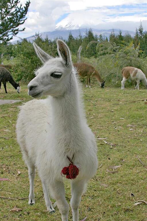 Llama chat