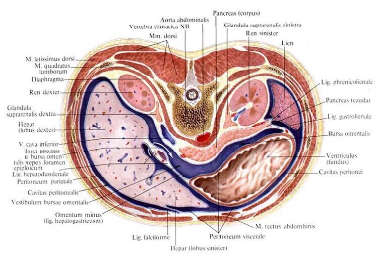 Топографические срезы. Горизонтальный срез брюшины. Горизонтальный разрез брюшины. Поперечный срез брюшины. Забрюшинное пространство поперечный срез.
