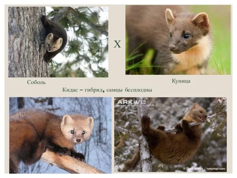 Чем отличается куница от. Гибрид соболя и куницы. кидус соболь и куница. ги брит соболя и куницы. помесь соболя и куницы.