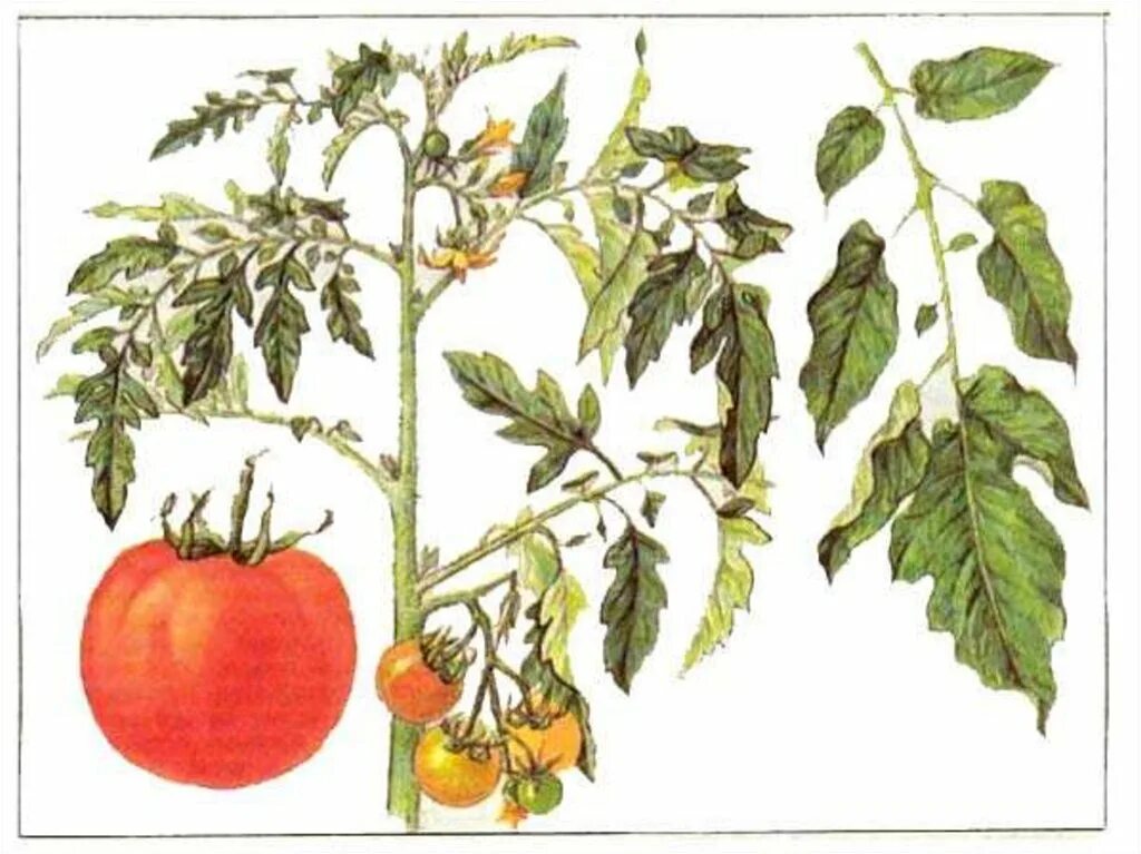 Семена томатов листья. Томат Пасленовые. Томат семейство Пасленовые. Плод томат Пасленовые. Ботаника томат Пасленовые.