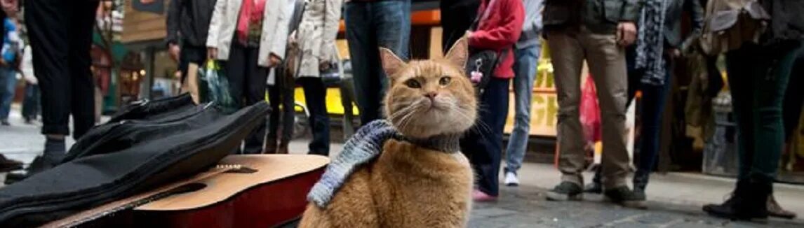 Hello street cat петиция. Уличный кот по имени Боб. Уличный кот по кличке Боб красивые кадры.