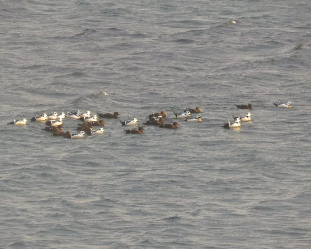 экзотическая охота