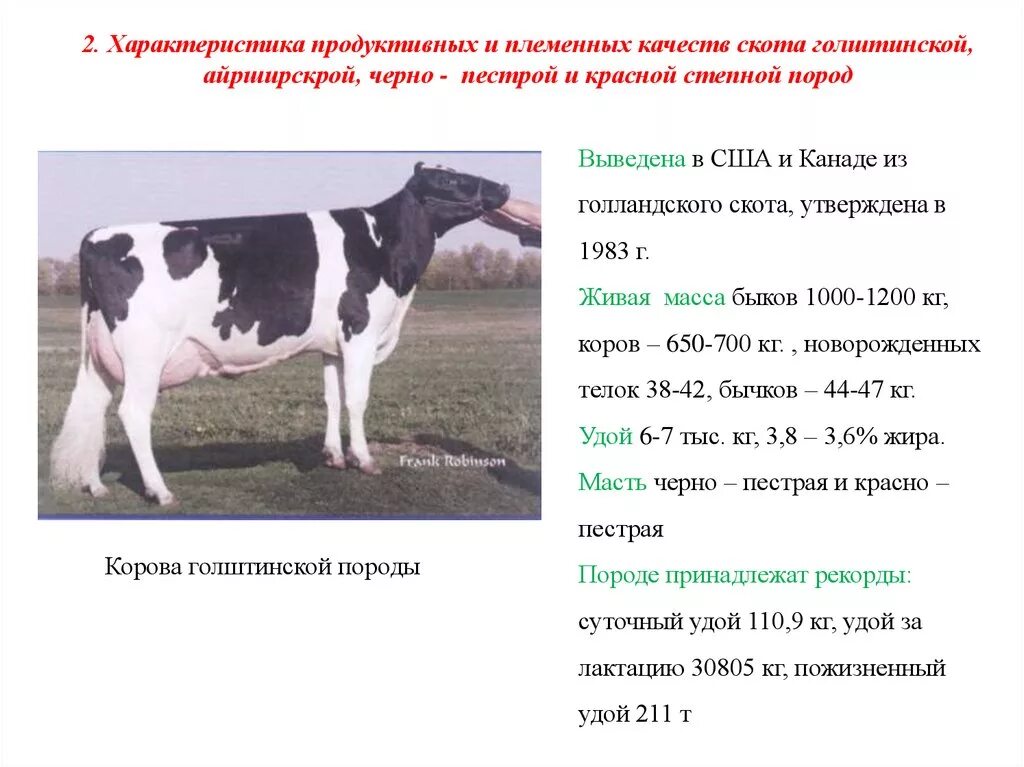 Читать краткое содержание корова. Голштинская порода коров характеристика. Молочная продуктивность голштинской породы коров. Голштинская порода скота. Холмогорская порода коров характеристика.