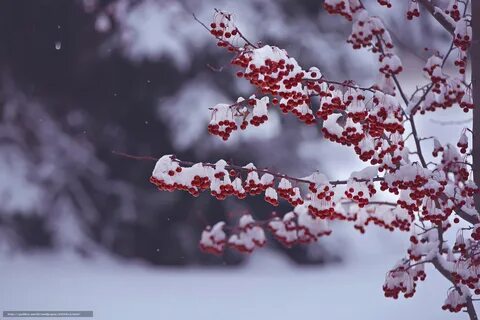 Веточка в снегу