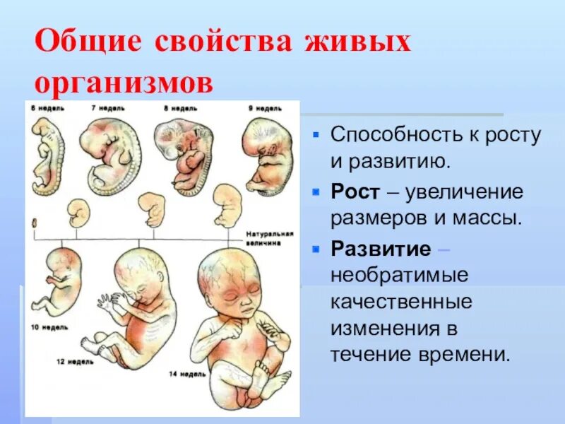 9 свойств живого организма. Общие свойства всех живых организмов. Общие свойства живого. Общие свойства живых организмов развитие. Свойства живых организмов доклад.