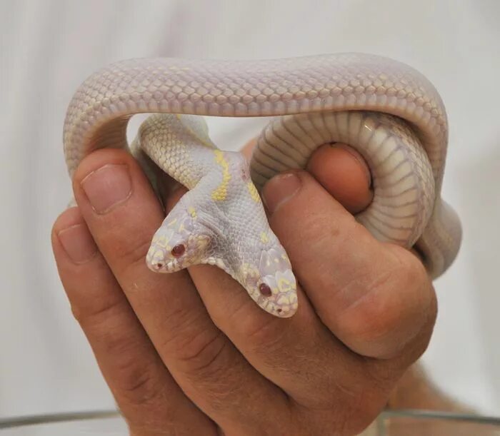 Королевская двухголовая змея. Двухголовая змея альбинос. Калифорнийская змея альбино. Королевская змея альбино.