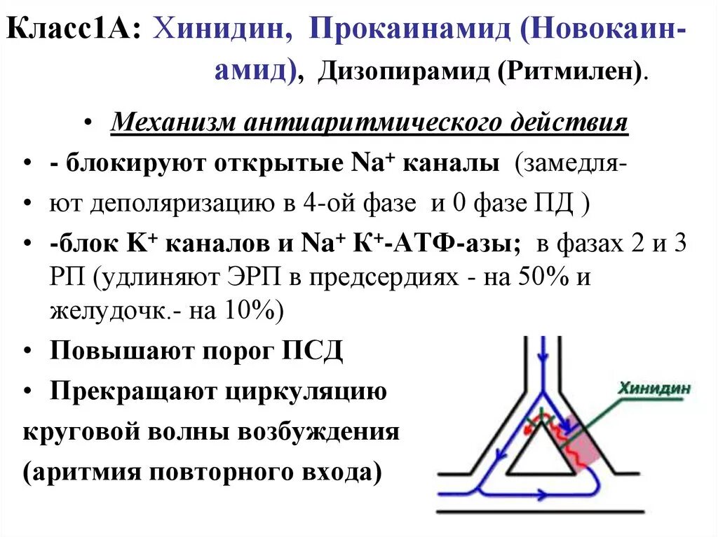 Хинидин прокаинамид механизм антиаритмического действия. Прокаинамид механизм действия. Механизм действия хинидина. Механизм действия новокаинамида.