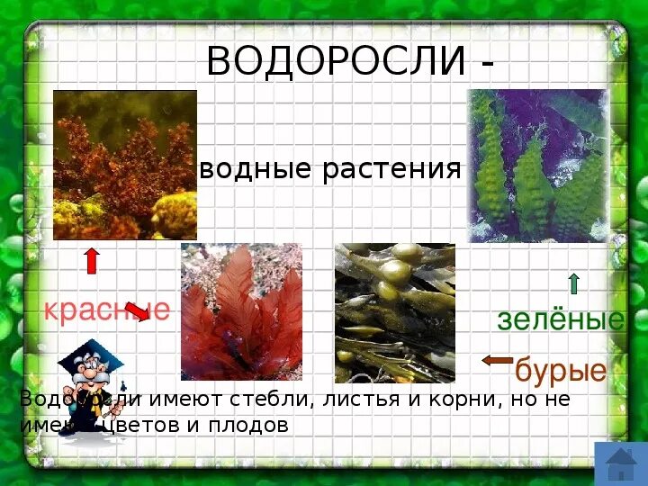 Как сохранить разнообразие растений. Разнообразие растений. Разнообразие растений 3 класс. Разнообразие растений 3 класс окружающий мир. Разнообразие растений презентация 3 класс.