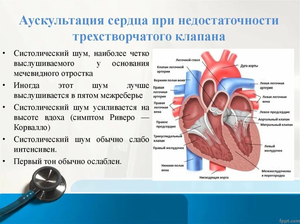 Недостаточность трикуспидального клапана аускультация. Аускультация сердца при недостаточности трикуспидального клапана. Трикуспидальный клапан сердца недостаточность. Недостаточность трехстворчатого клапана сердца. Сердечные тоны шумы