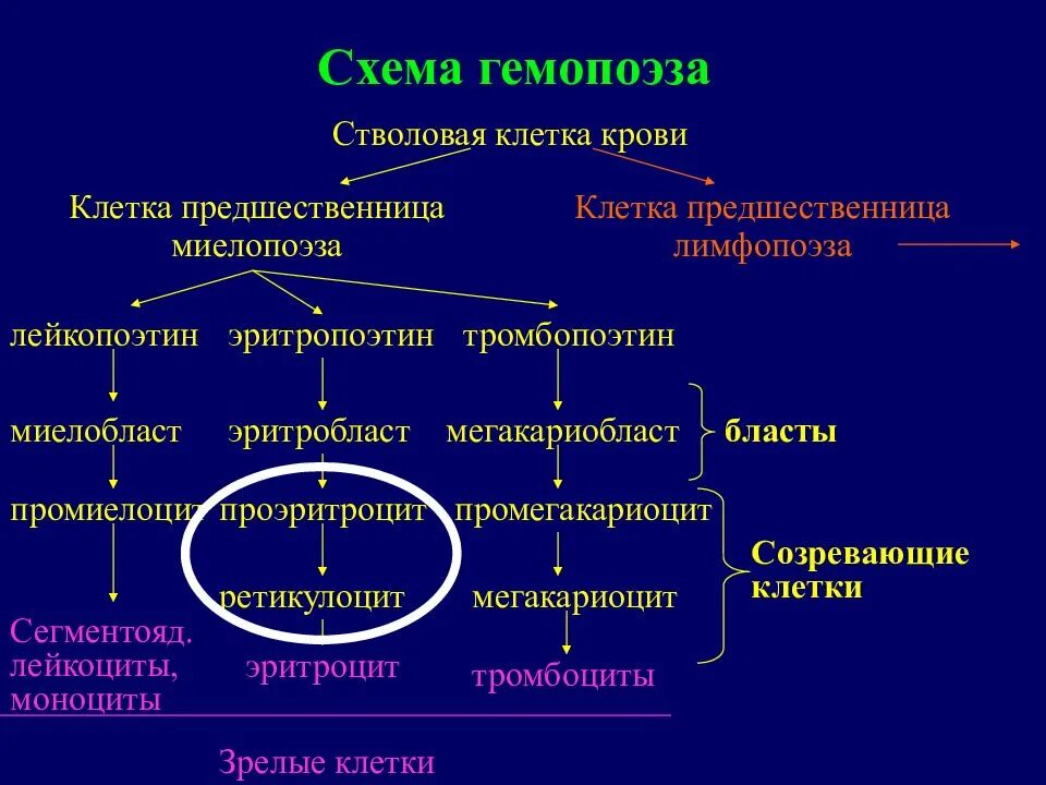 Клетки гемопоэза. Схема гемопоэза. Схема кровотечения клетка предшественница лимфопоэза. Олигопотентные клетки миелопоэза. Миелопролиферативный синдром.