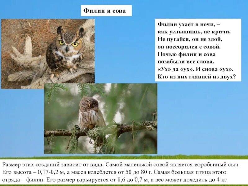 Сова охотится не днем а ночью схема. Филин ухает. сова ухает. сова ухает ночью. что делает филин.