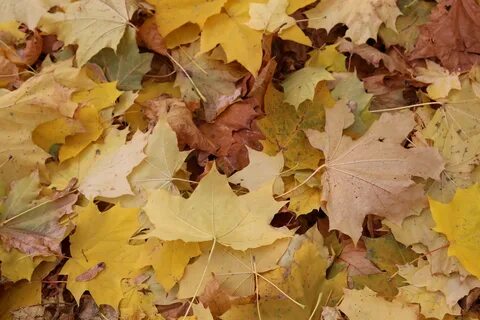 Feuille morte