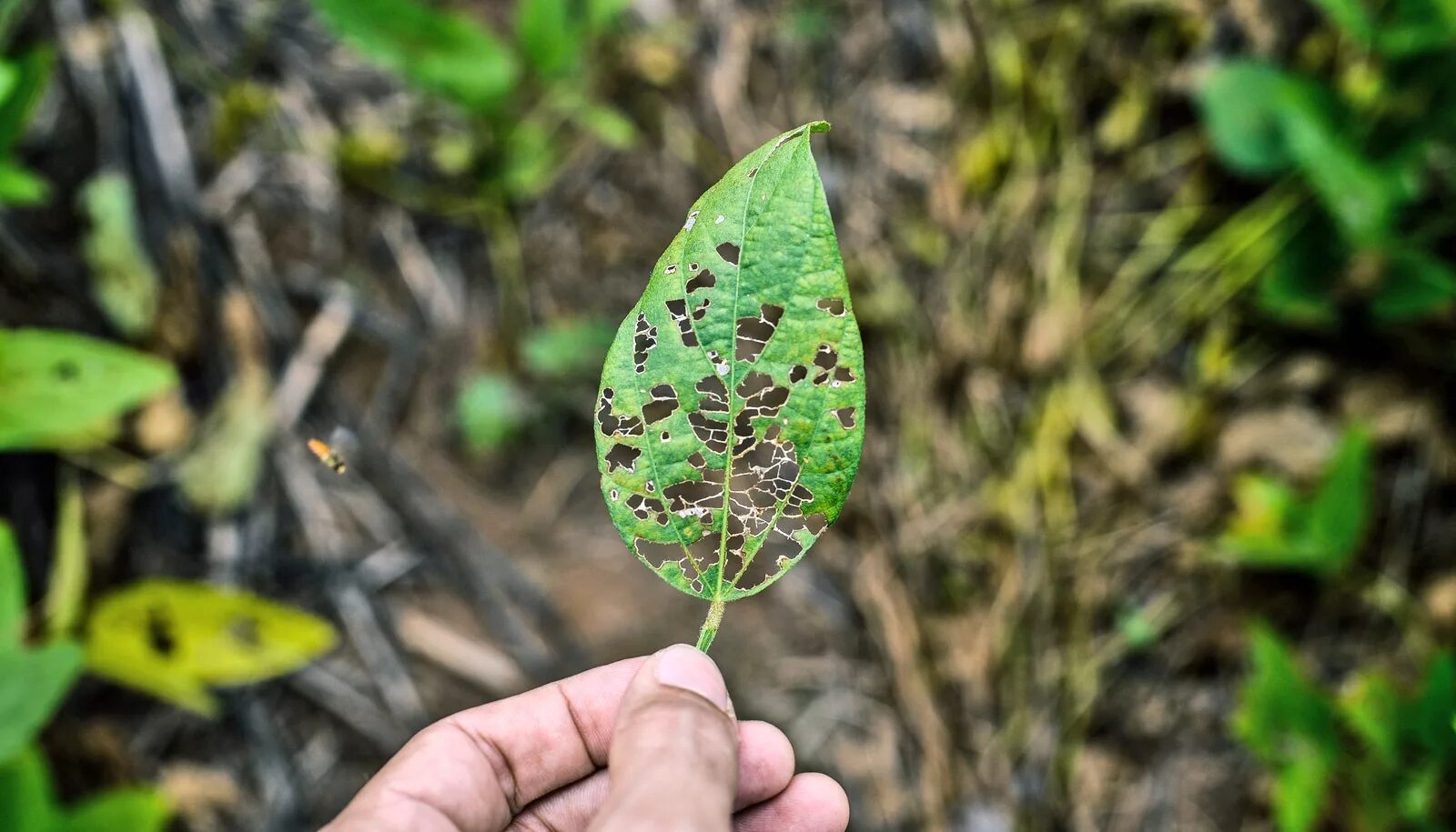 Plant disease. Болезни растений. Заболевания растений красивые. Особо опасные болезни растений. Распространенные болезни растений.