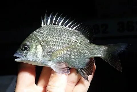 Морской карась 5 букв сканворд