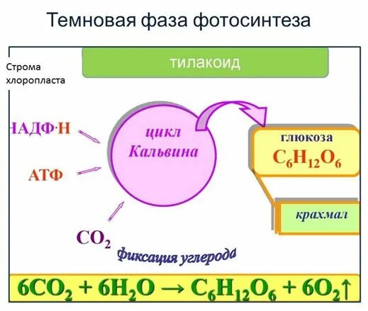Образование атф в темновой фазе. Темновая фаза фотосинтеза. Световая и темновая фаза фотосинтеза ЕГЭ. Темновая фаза ыотоси. Темновая фаза фотосинтеза ЕГЭ.