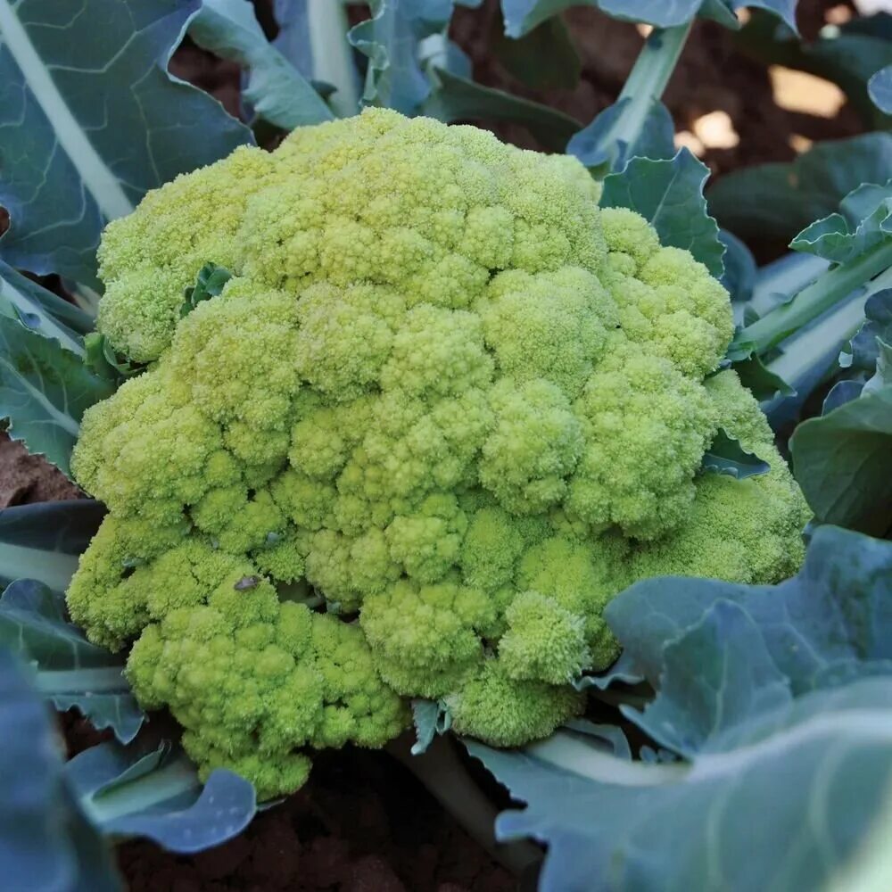 Цветная капуста - Delta - 270 семена - Brassica oleracea L. var.botrytis L. - Ga