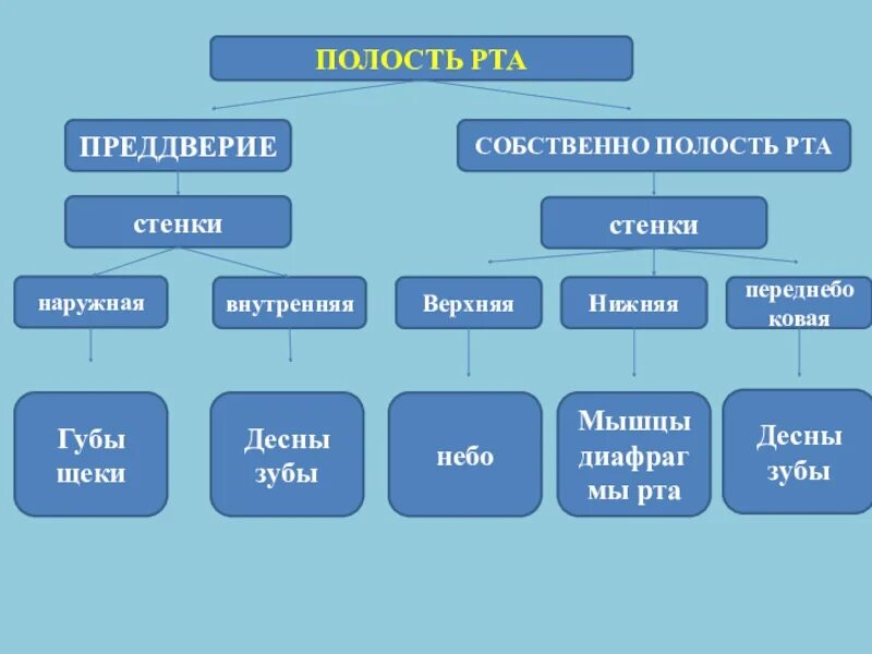 Полость рта костные стенки. Стенки ротовой полости. Стенки собственно полости рта. Какие органы образуют стенки полости рта. Мткнки собвенно полости рта.