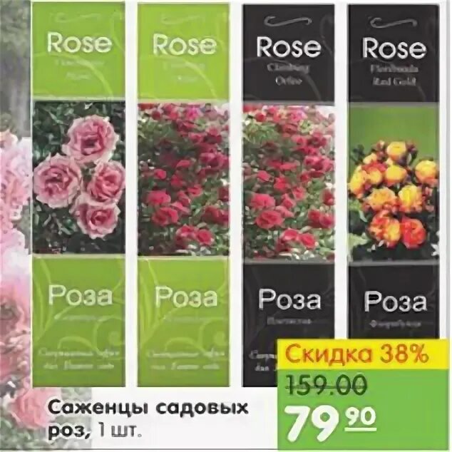 Скидка на саженцы. Саженцы в ленте. Акция саженцы розы. Саженцы роз в коробках. Акция саженцы розы.