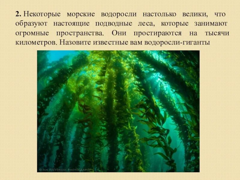 Какие водоросли образуют. Водоросли гиганты. Бурые водоросли гиганты. Назовите известные вам водоросли. Образуют настоящие подводные леса какие водоросли.