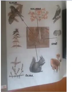 Не живое существо но есть 5