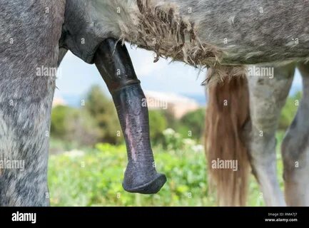 camargue horse with erect penis Stock Photo - Alamy.