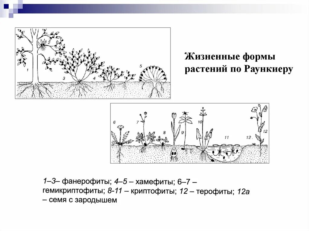 Система жизненных форм. Жизненные формы растений система к раункиера. классификация жизненных форм растений по раункиеру. жизненные формы растений (по к. раункиеру, 1907):. жизненные формы растений фанерофиты.