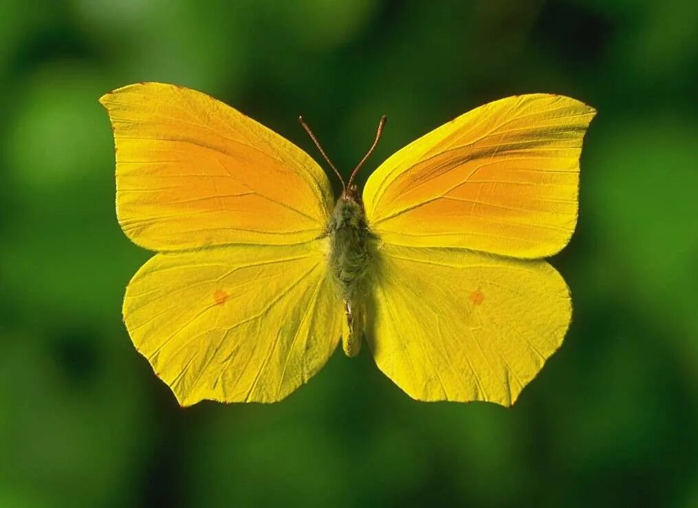 Бабочка лимонница рисунок. Бабочка капустница желтая. Бабочка лимонница. Жёлтая бабочка лимонница. Капустница желтая.