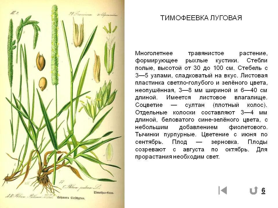 Растение тимофеевка луговая. Тимофеевка Луговая (Phleum pratense). Тимофеевка Луговая описание растения. Тимофеевка Луговая размножение. Тимофеевка Луговая жизненная форма.