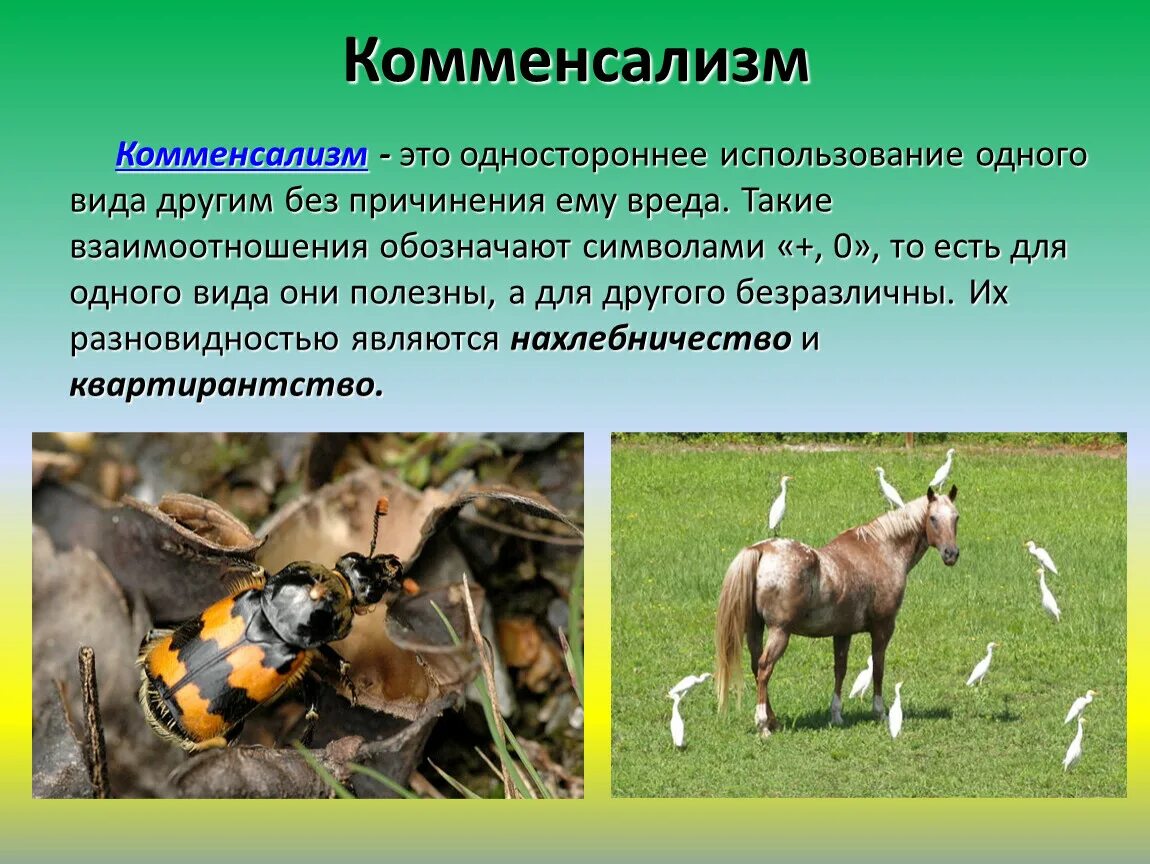Взаимоотношения животных. Комменсализм луга. межвидовые отношения животных. комменсализм насекомых. комменсализм обозначение.