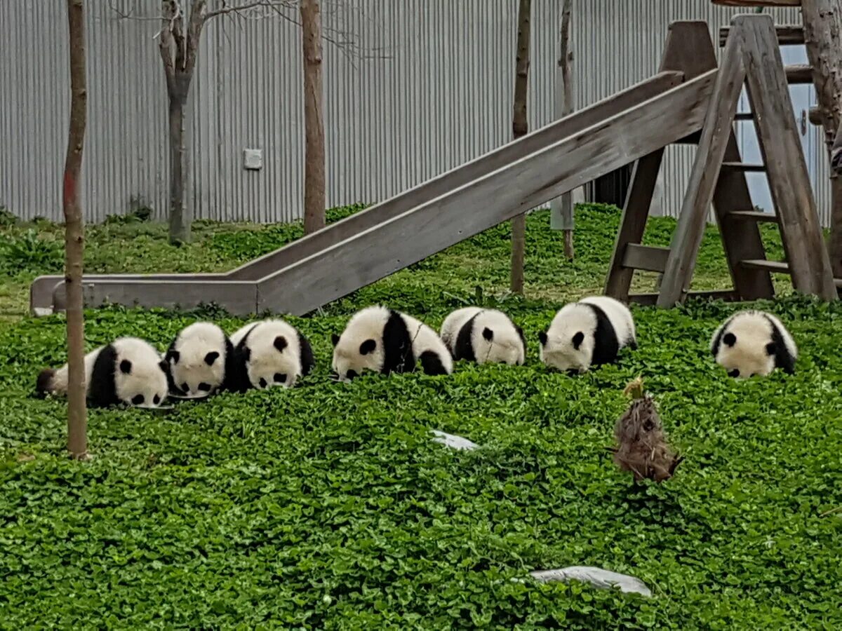 Сколько панд в московском зоопарке. Панда в Московском зоопарке. Мос зоопарк Панда дом. Павильон панд в Московском зоопарке. Жизнь панды в Московском зоопарке.