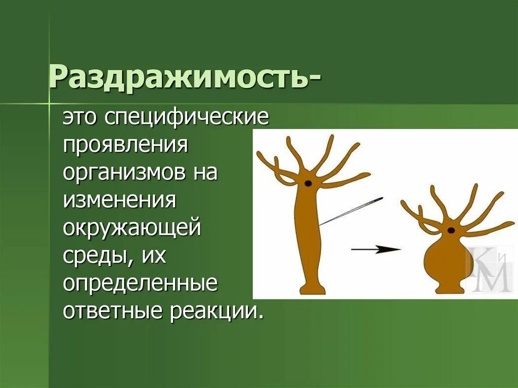 Какова роль раздражимости в жизни. Раздражимость. Раздражимость живых организмов. Раздражимость это в биологии. Проявления раздражимости.