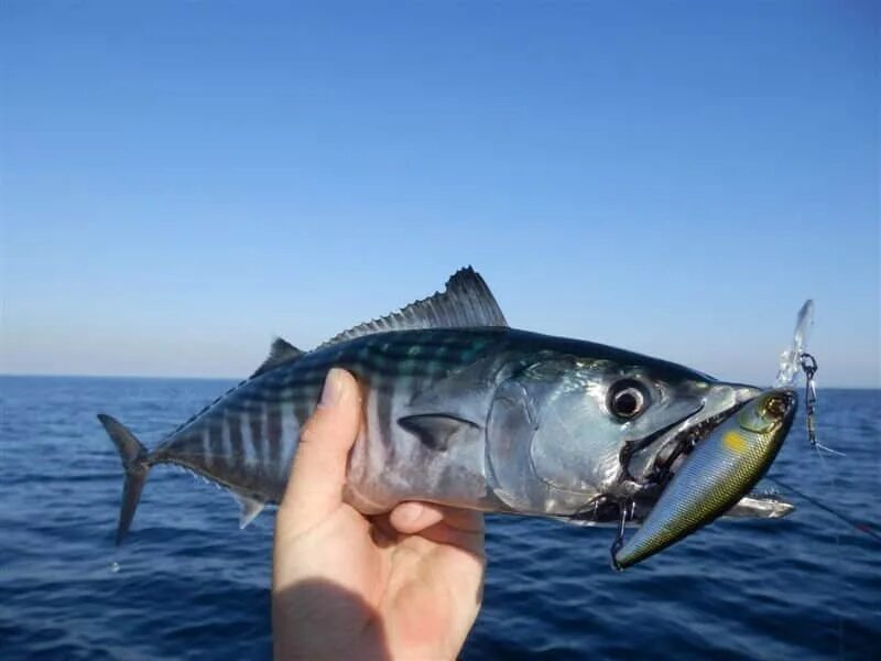 Рыба на берегах черного моря. Кефаль красное море. Рыбы черноморского побережья. Зеленушка рыба черное море. Черноморская скорпена-ёрш.