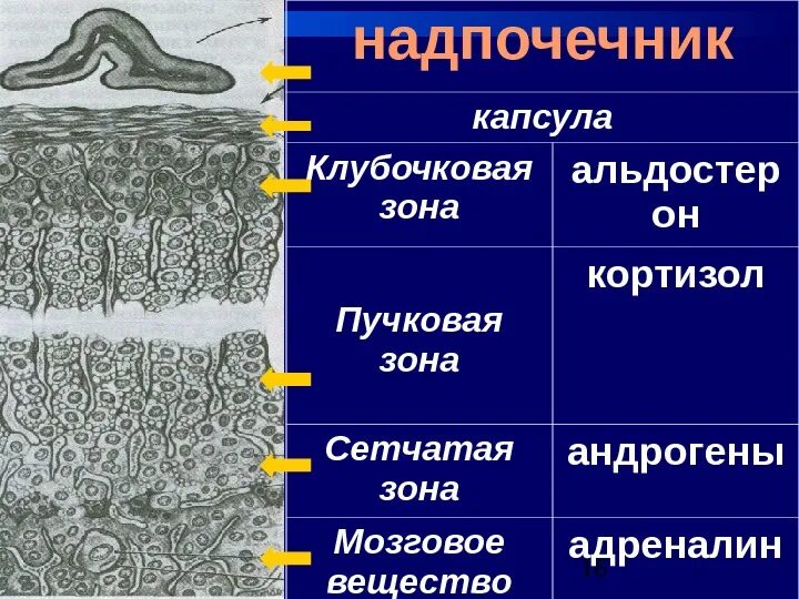 Сетчатая зона. Надпочечники клубочковая пучковая и сетчатая зоны. Зоны коркового слоя надпочечников. Слои коры надпочечников.