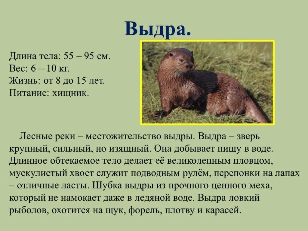 Презентация" Животные и растения Красной книги УЛьяновской области"