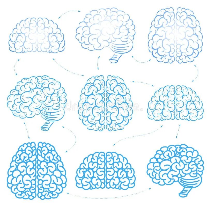 Brain 70. Мозг спереди вектор. Мозги вектор спереди. Эскиз мозга с боку. Мозг сетка.