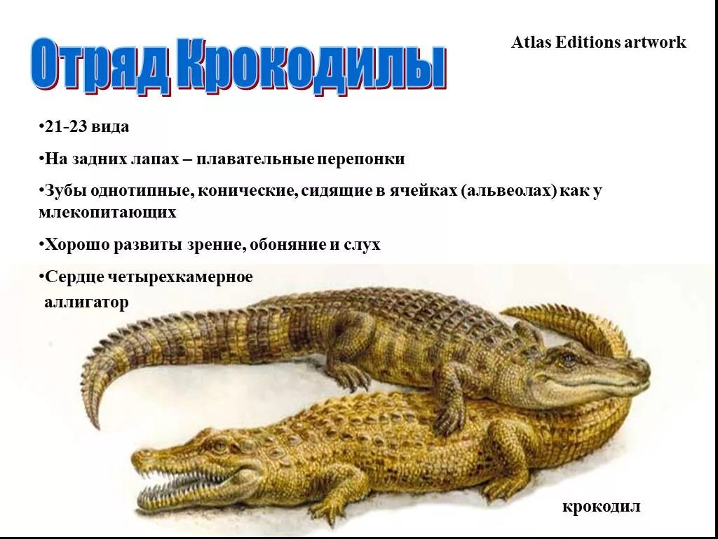 Отряд крокодилы отряд черепахи. Пресмыкающиеся отряд крокодилы. отряд крокодилы общая характеристика. класс пресмыкающиеся отряд крокодилы. отряд пресмыкающиеся крокодилы презентация.