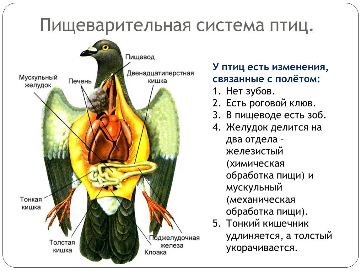 Внутреннее строение птиц в связи с полетом. Пищеварительная система птиц строение и функции. Пищеварительная система птиц отдел строение функции. Особенности строения пищеварительной системы птиц. Пищеварительная система птиц 7 класс.