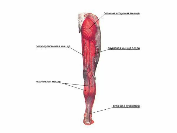 Мышцы нижних конечностей основные мышцы. Мышцы нижней конечности анатомия. Мышцы нижних конечностей человека анатомия. Основные мышцы нижней конечности анатомия. Часть ноги на б