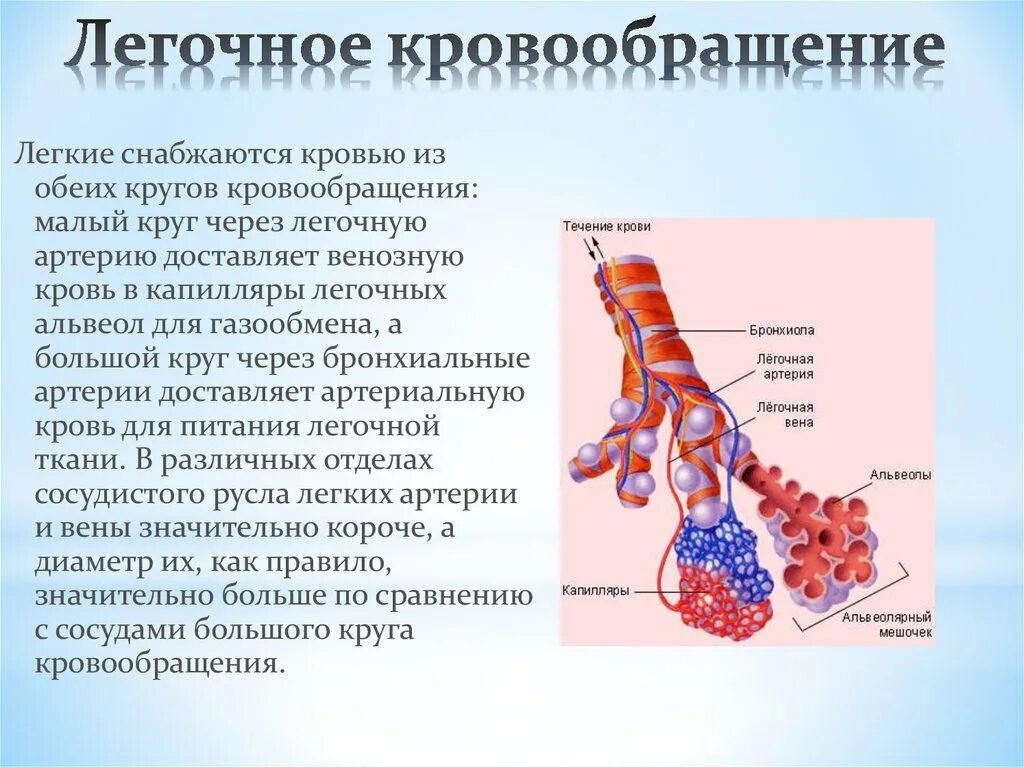 Особенности легочного кровообращения. Легочные капилляры. Кровоснабжение альвеол. Легочная артерия. Кровообращение в капиллярах.