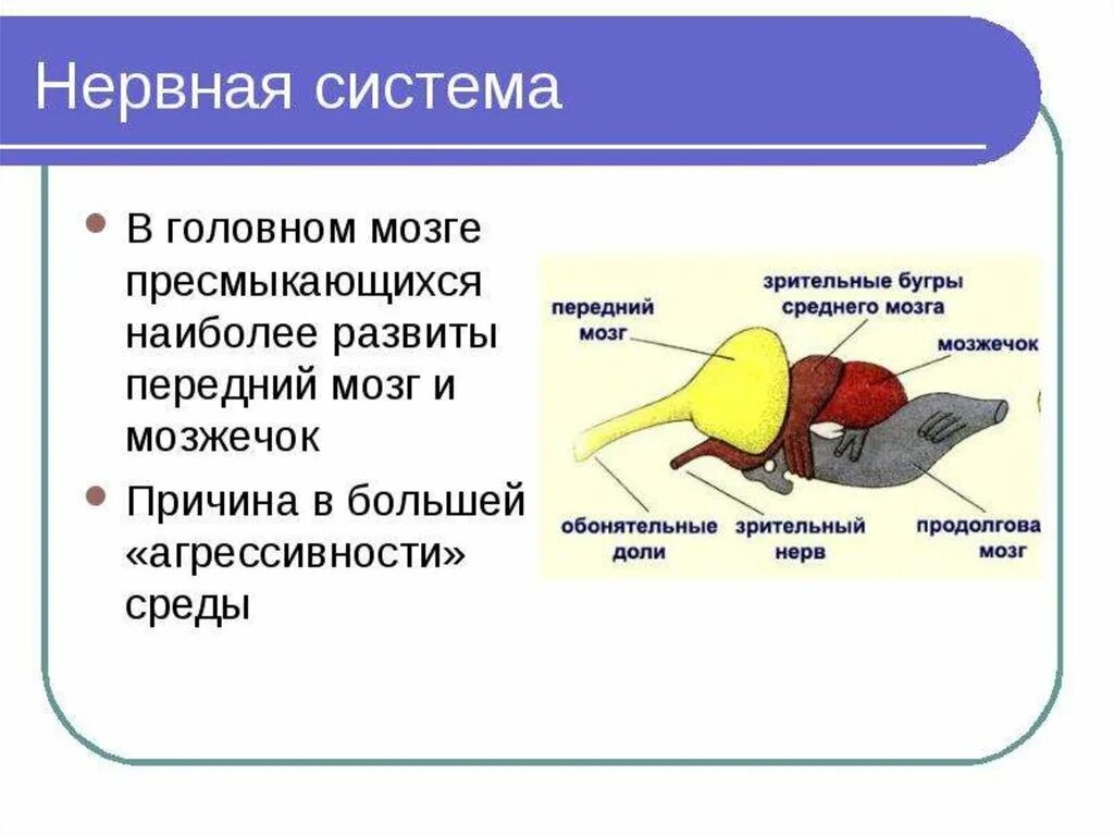 Передний мозг рептилий. Пресмыкающиеся нервная система 7 класс биология. Нервная система рептилии 7 класс биология. Нервная система пресмыкающихся схема. Нервная система пресмыкающихся рептилий.