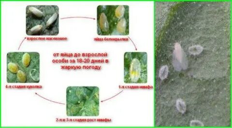 Белокрылка в теплице что делать осенью