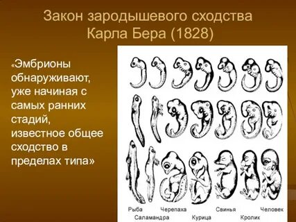 Закон зародыша