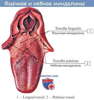 Миндалевидная железа