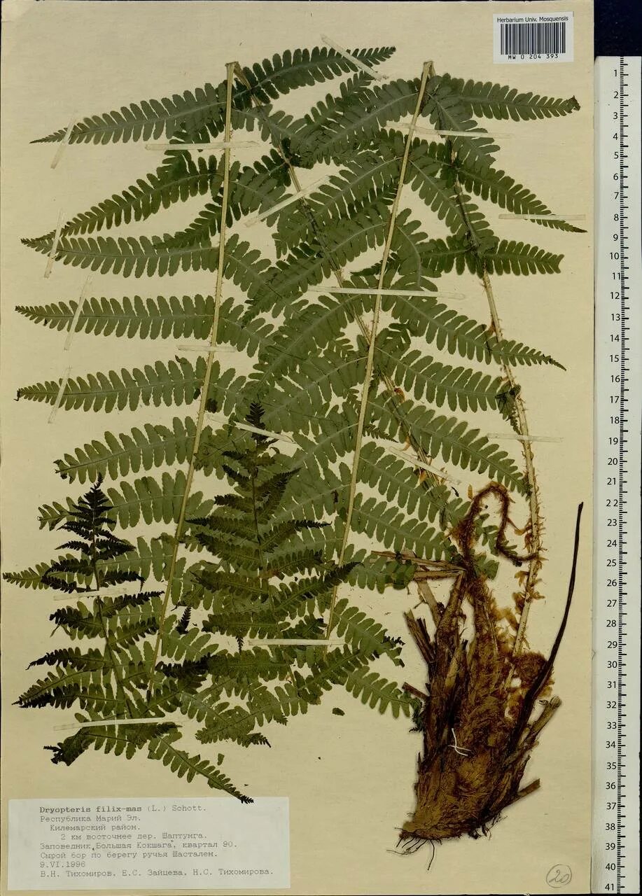 Щитовник окаймленный. Щитовник мужской голосеменные. Щитовник мужской голосеменные. Папоротник щитовник высота. Цикл развития папоротника щитовника мужского.