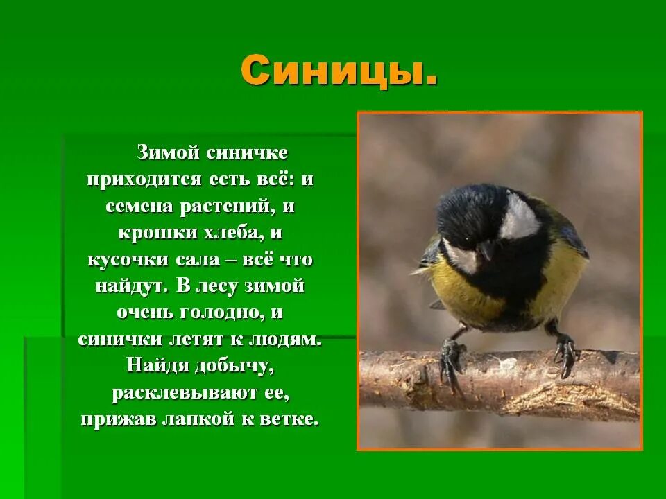 Синица описание птицы. Презентация на тему большая синица. Синица краткое описание. Описание синицы.